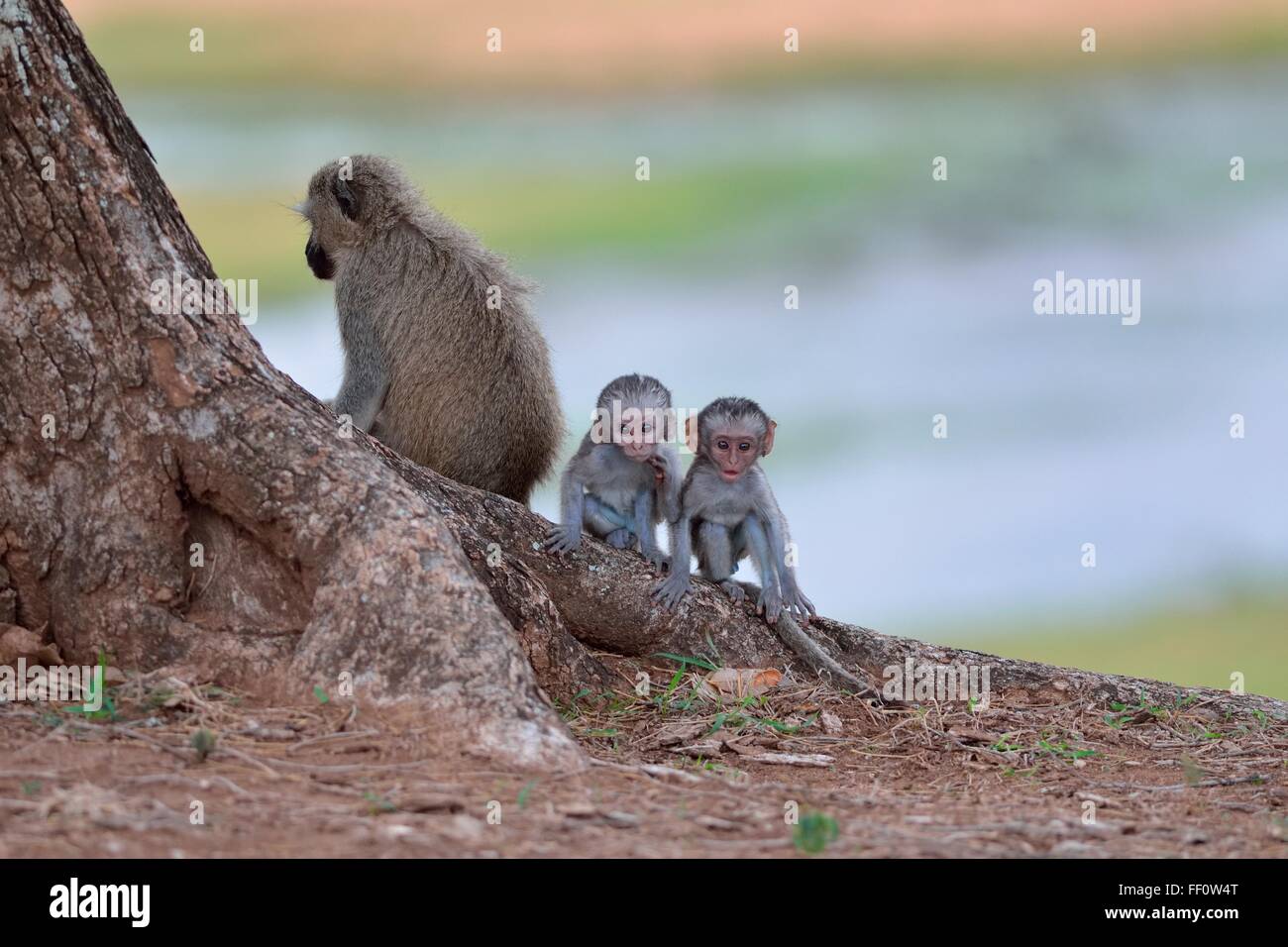 Vervet Affen (grüne Aethiops), zwei junge Männer zusammensitzen, Krüger Nationalpark, Südafrika, Afrika Stockfoto