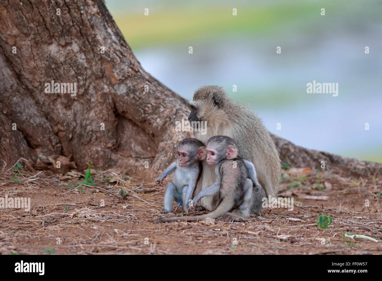 Vervet Affen (grüne Aethiops), zwei junge Männer mit ihrer Mutter, Krüger Nationalpark, Südafrika, Afrika Stockfoto