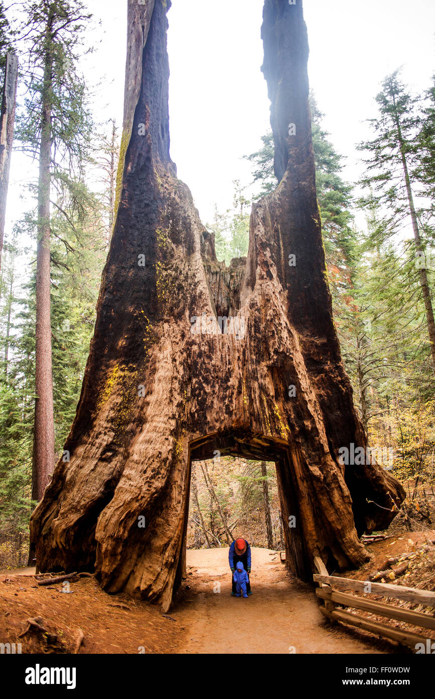 Kaukasische Mutter und Tochter unter alten Baum im Yosemite Nationalpark, California, United States Stockfoto