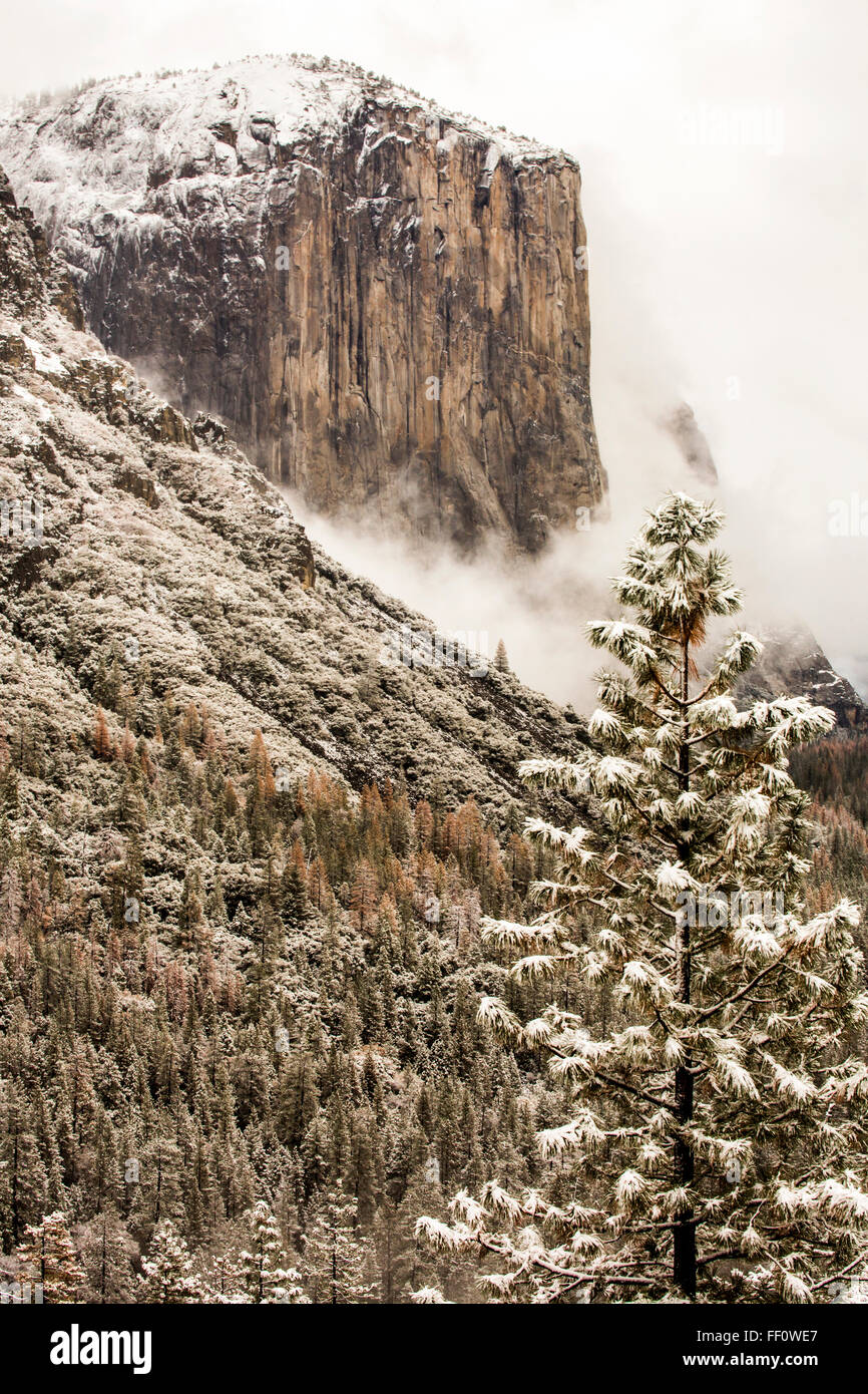 Verschneite Baumwipfel und Berg im Yosemite Nationalpark, California, United States Stockfoto