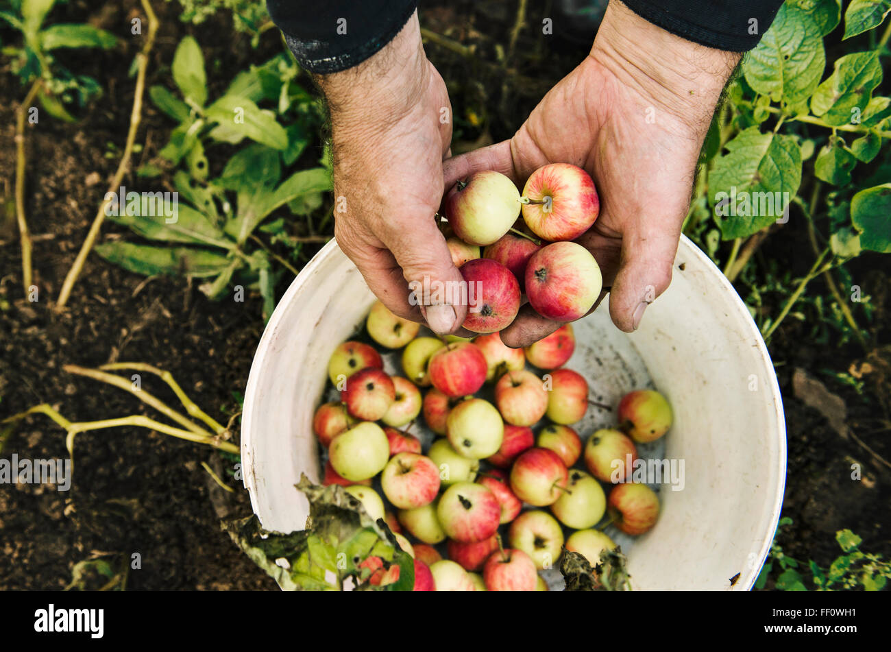 Kaukasische Bauer Holding Obst Stockfoto