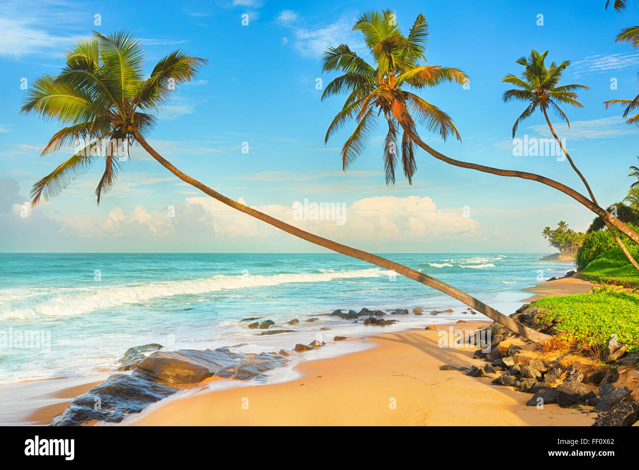 Palmen auf das Meer. Sri Lanka Stockfoto