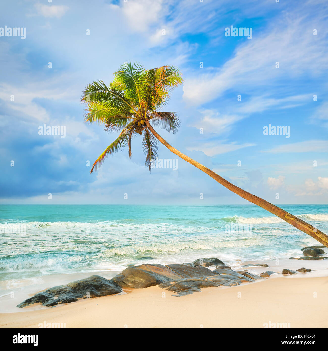 Palmen auf das Meer. Sri Lanka Stockfoto