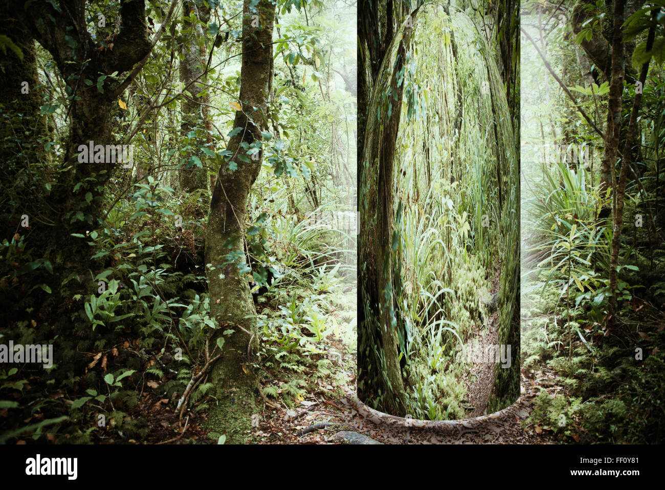 Portal der Baum im Wald Stockfoto