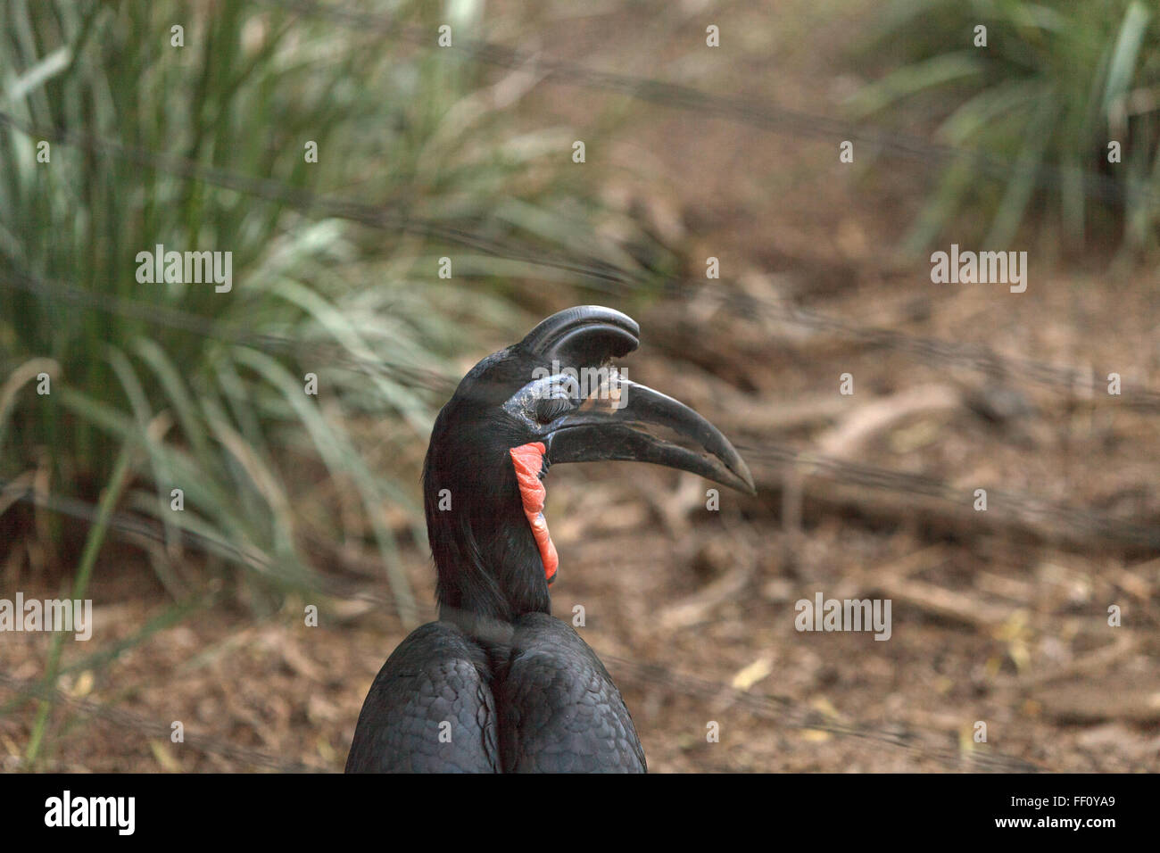 Abessinier ground Hornbill Bucorvus Abyssinicus, Vogel ist schwarz mit Federn, die aussehen wie Dicke Wimpern. Männchen haben eine rote Stockfoto