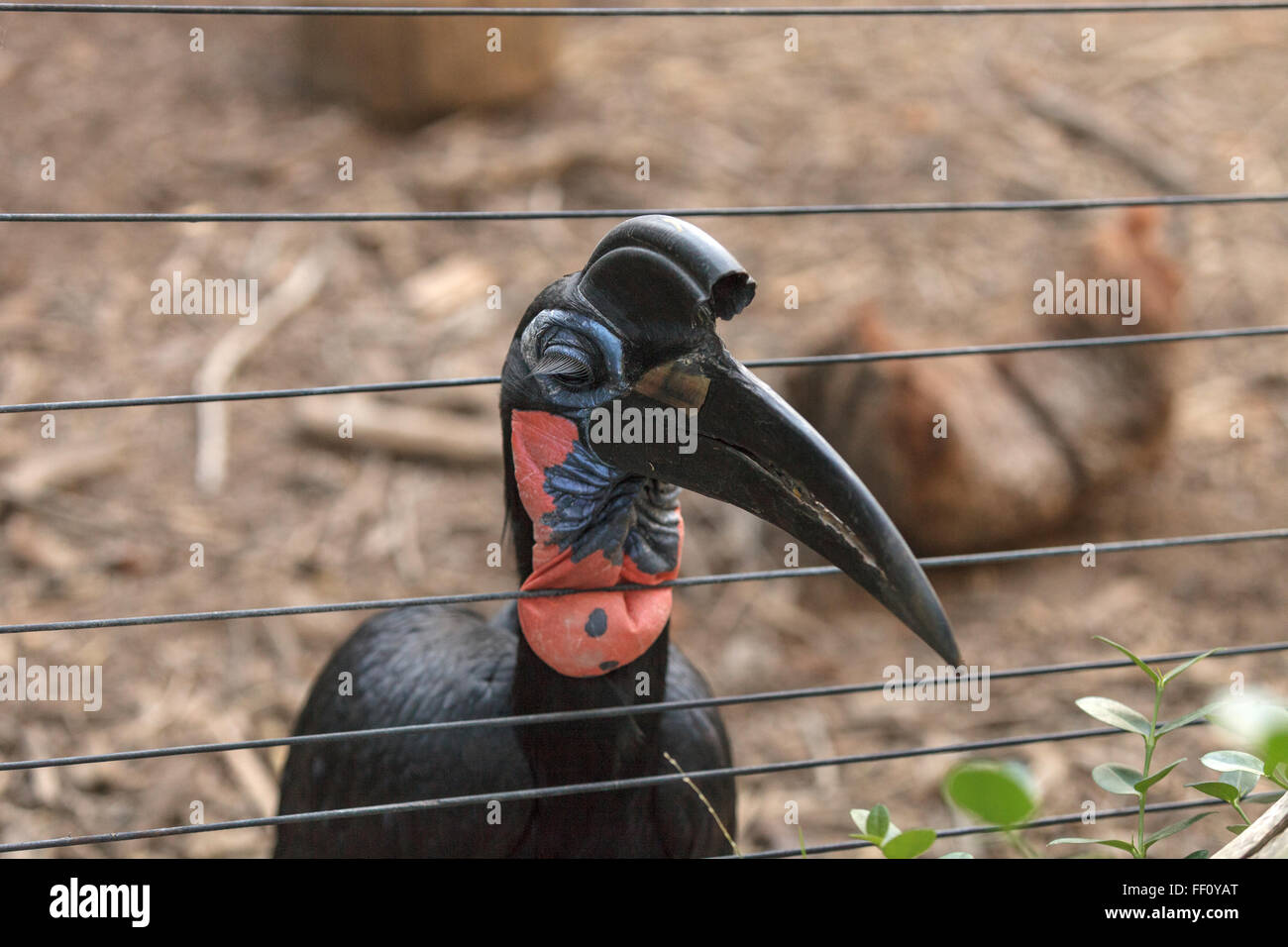 Abessinier ground Hornbill Bucorvus Abyssinicus, Vogel ist schwarz mit Federn, die aussehen wie Dicke Wimpern. Männchen haben eine rote Stockfoto