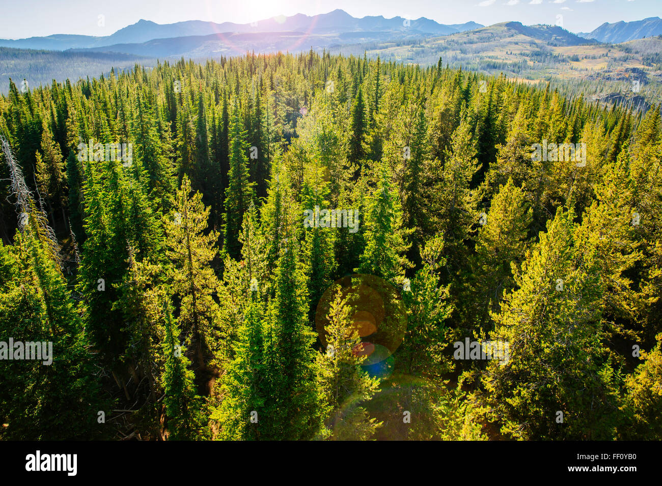 Luftaufnahme der Baumkronen in abgelegenen Wald Stockfoto