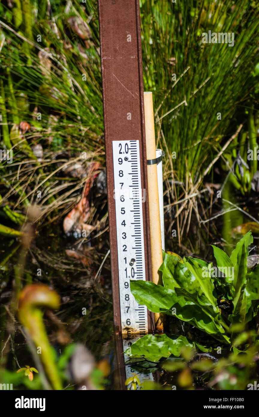 Wasserstandsanzeige an Tiefe des Wassers im Moor bei Darlingtonia State Natural Area Stockfoto