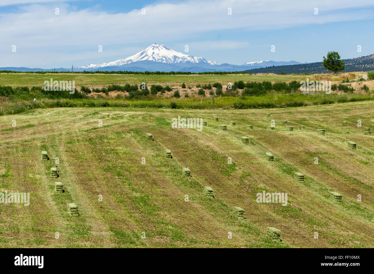 Heuballen in Reihen bereit für den Transport gestapelt werden.  Ost-Oregon Stockfoto