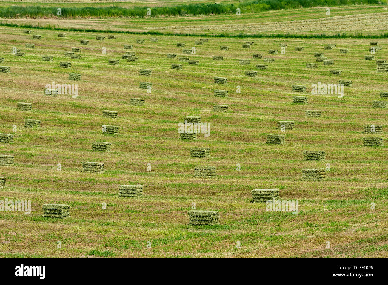 Heuballen in Reihen bereit für den Transport gestapelt werden.  Ost-Oregon Stockfoto
