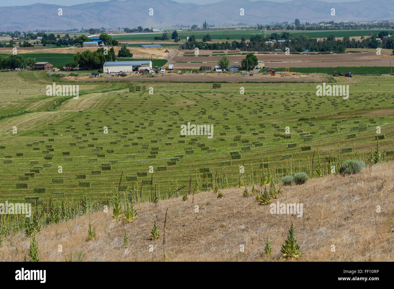 Heuballen in Reihen bereit für den Transport gestapelt werden.  Ost-Oregon Stockfoto