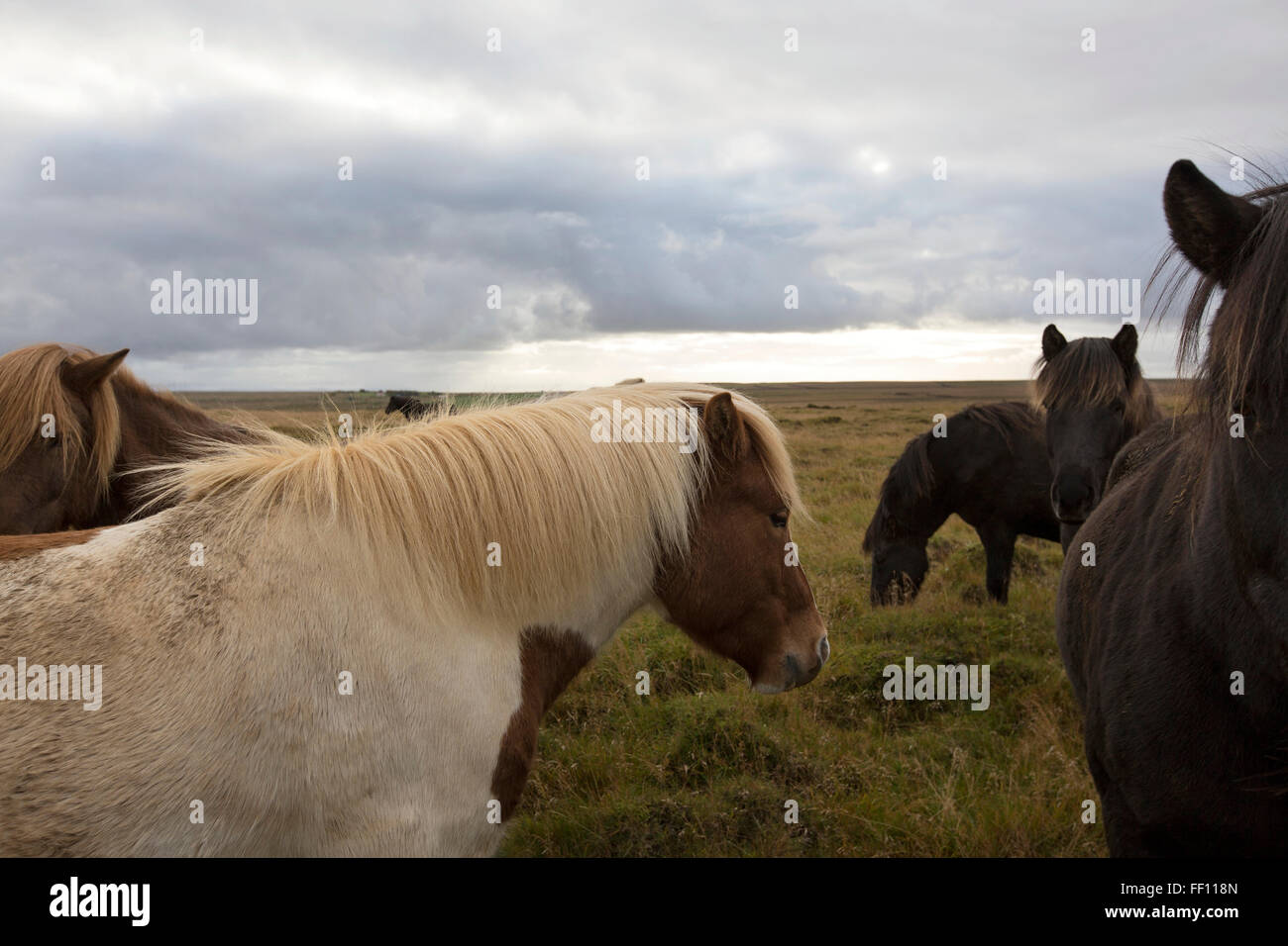 Herde von Pferden im ländlichen Bereich Stockfoto