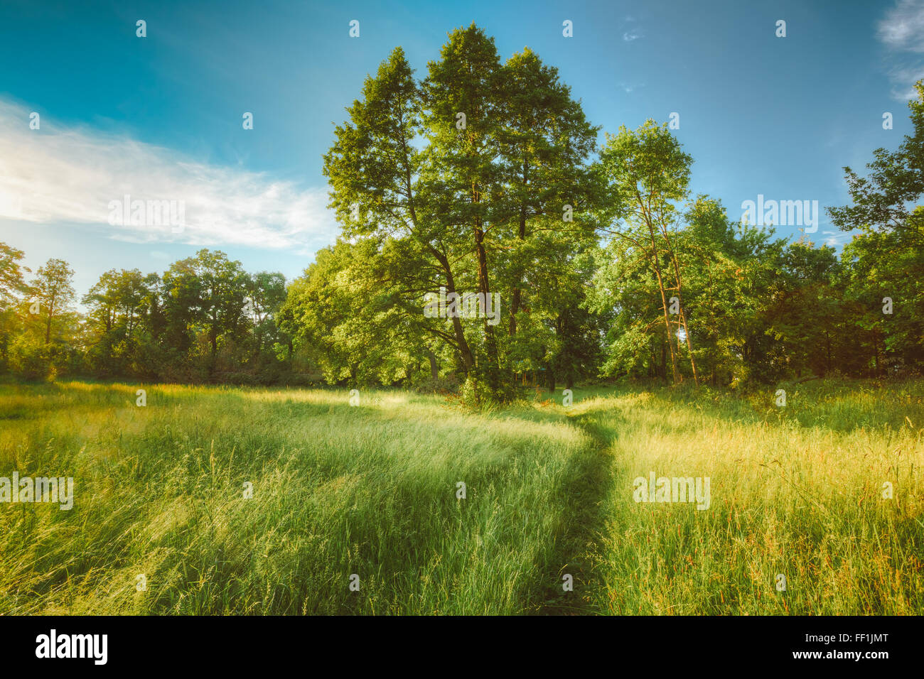 Sommer sonnige Waldbäume, grasgrün, Spur, Weg, Weg. Natur Holz Sonnenlicht Hintergrund. Augenblick getönt Bild Stockfoto