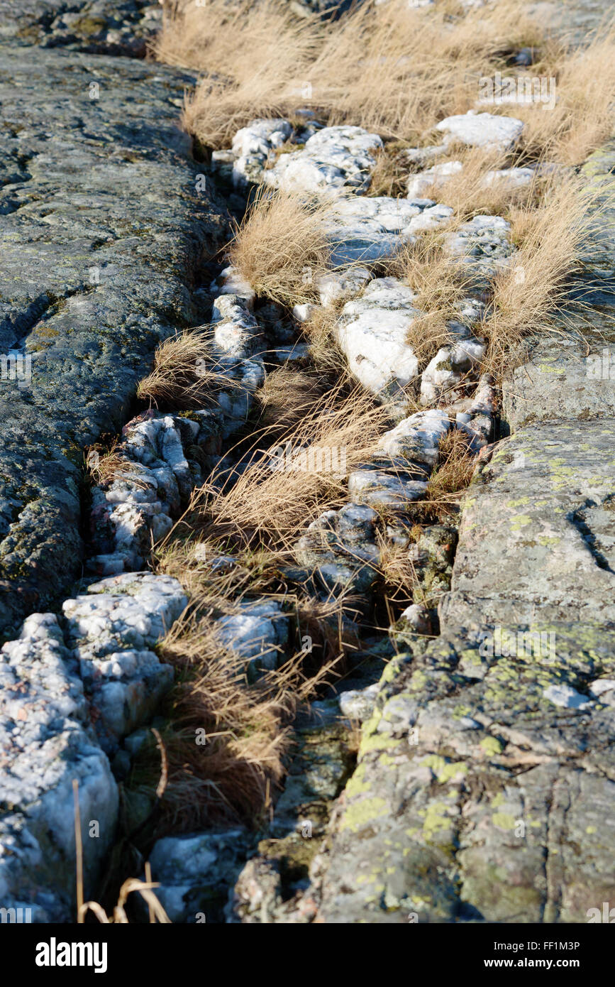 Eine weiße Quarzader in Granitfelsen mit trockenen Gräsern in den Rissen. Stockfoto