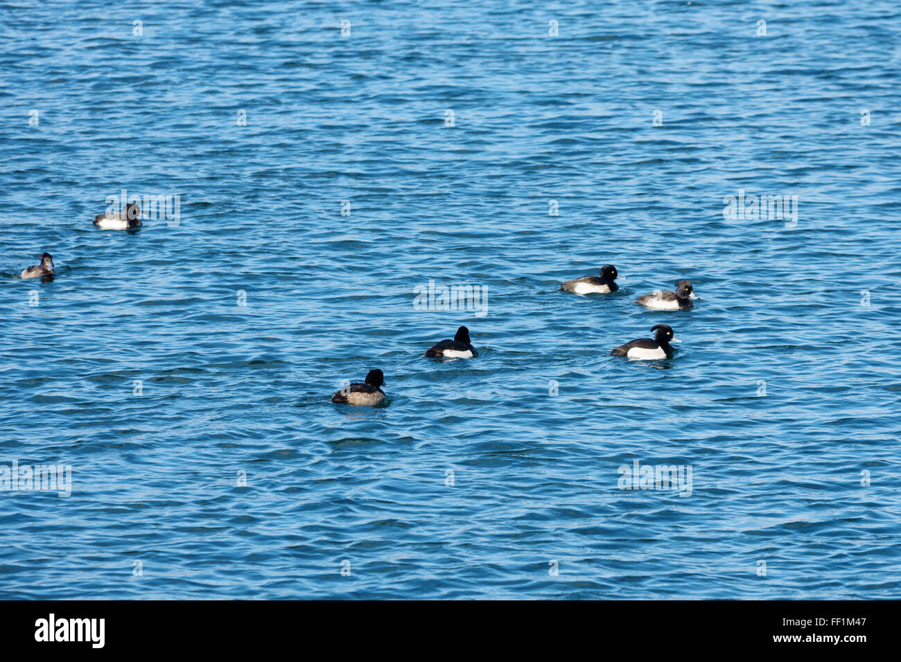 Eine kleine Herde von männlichen Reiherenten (Aythya Fuligula) Schwimmen im Wasser. Stockfoto
