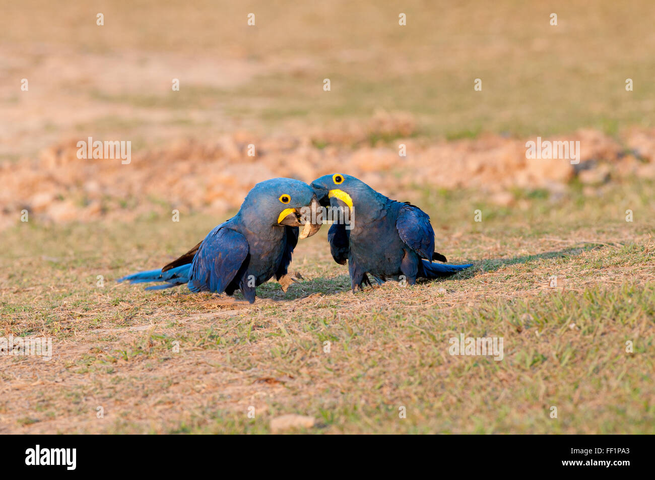 Hyazinth-Aras (Anodorhynchus Hyacinthinus) auf der Suche nach Mineralien (Nährstoffe) und die Interaktion im brasilianischen Pantanal Stockfoto