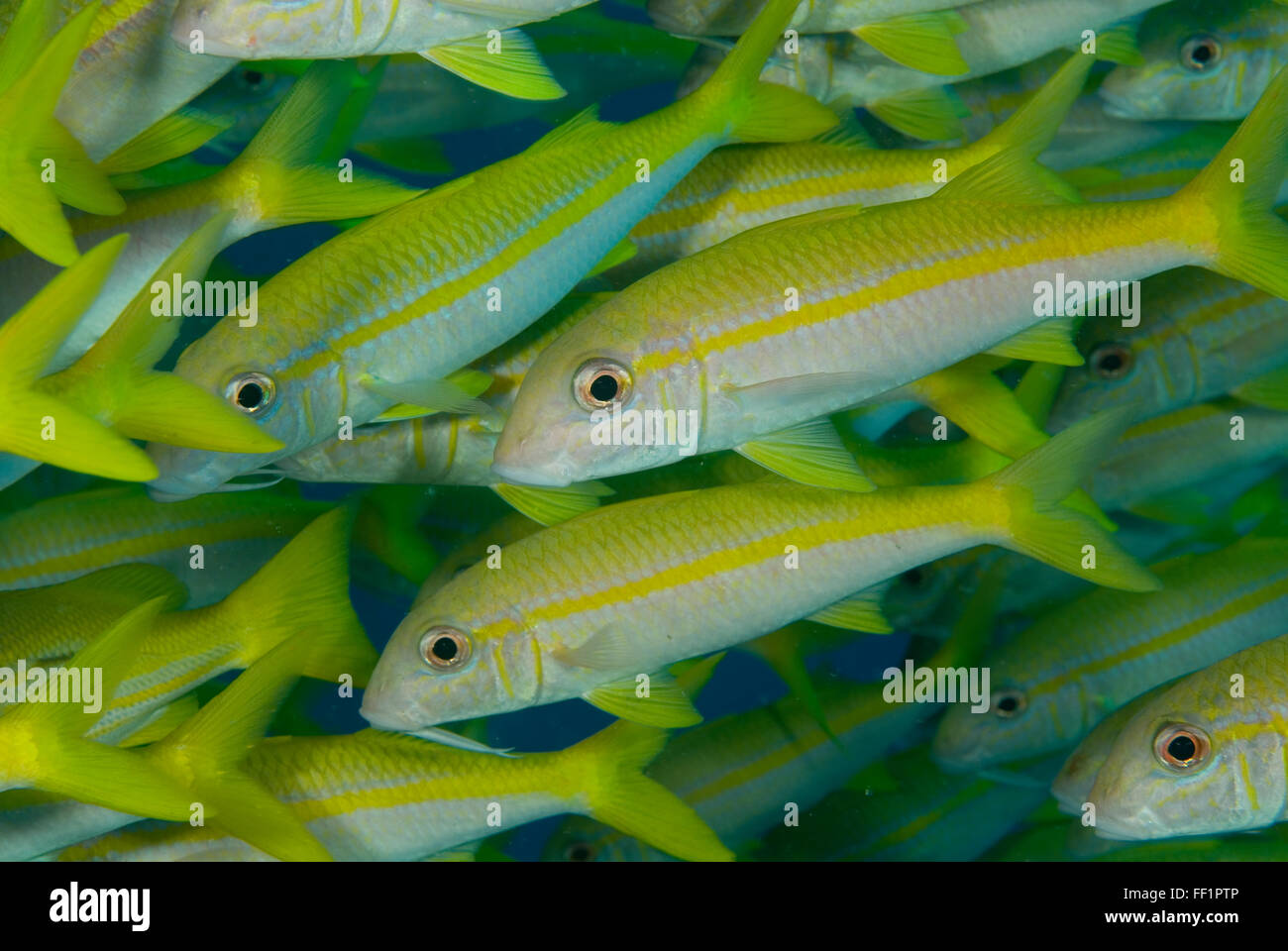 Gelbe Goatfish Mulloidichthys guentheri Stockfoto