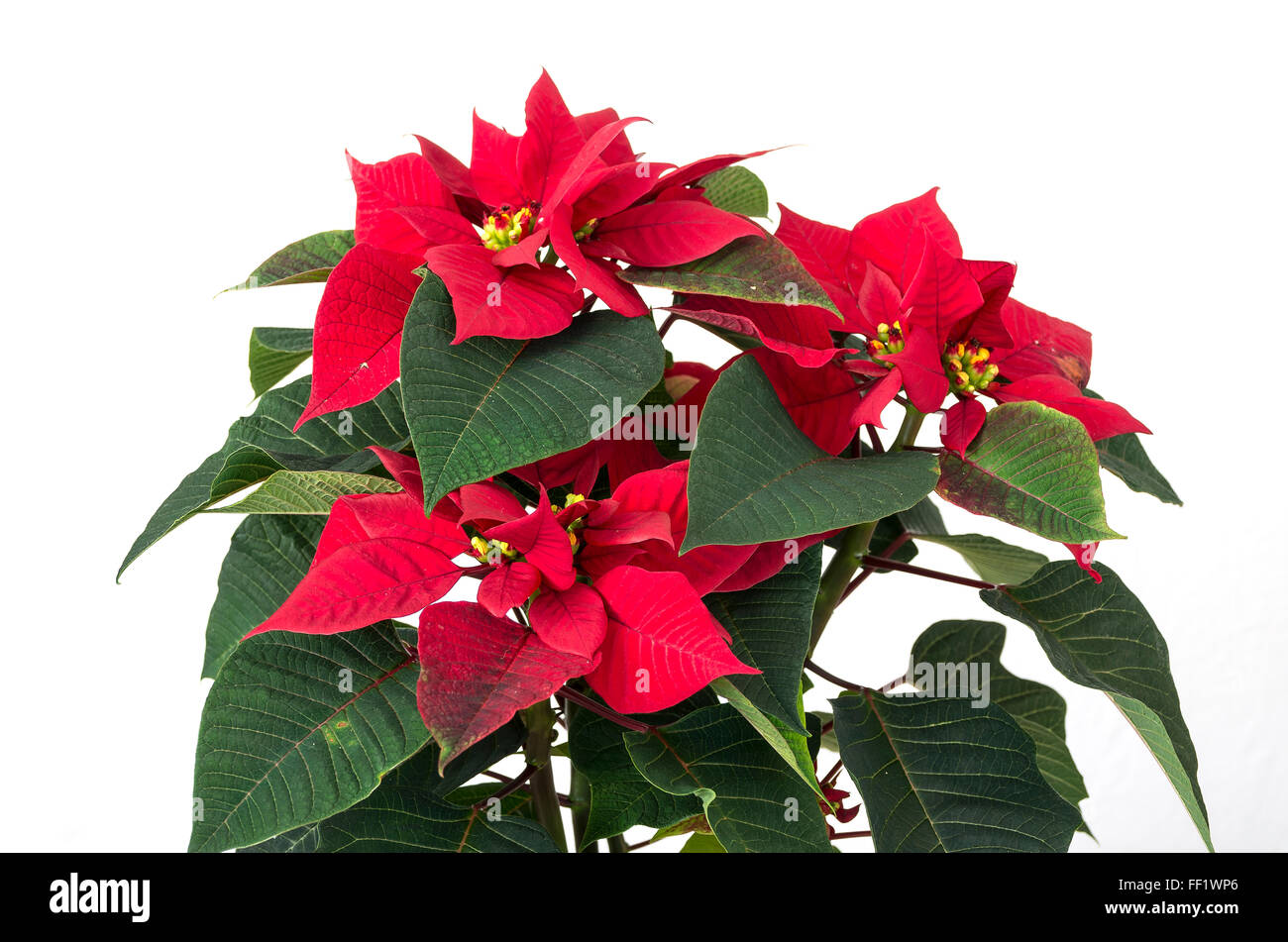 Euphorbia Pulcherrima Pflanze ein beliebter indoor Weihnachtshaus in UK Stockfoto