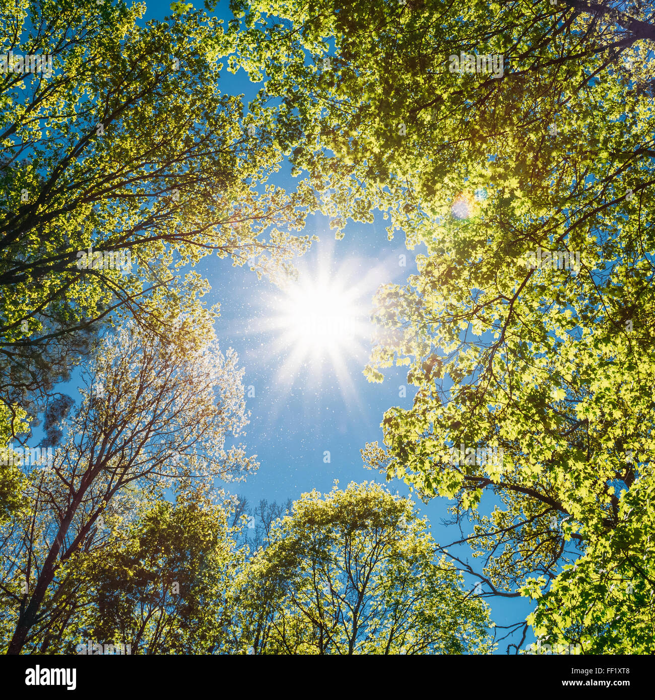Frühling Sommersonne durch das Blätterdach der Bäume. Sonnenlicht im Laubwald, Sommer-Natur, sonnigen Tag. Oberen Ästen O Stockfoto