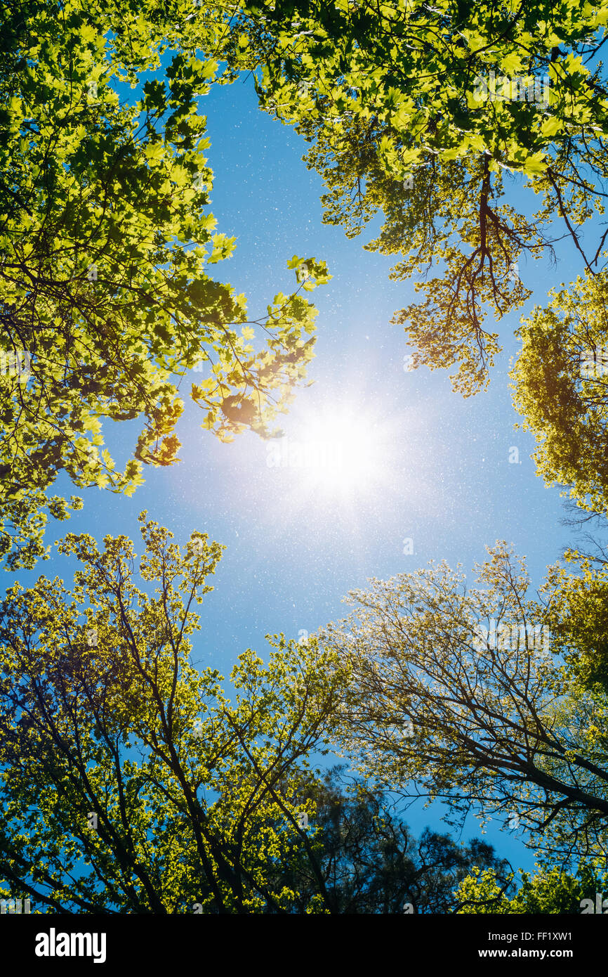 Frühling Sommersonne durch das Blätterdach der Bäume. Sonnenlicht im Laubwald, Sommer-Natur, sonnigen Tag. Oberen Ästen O Stockfoto