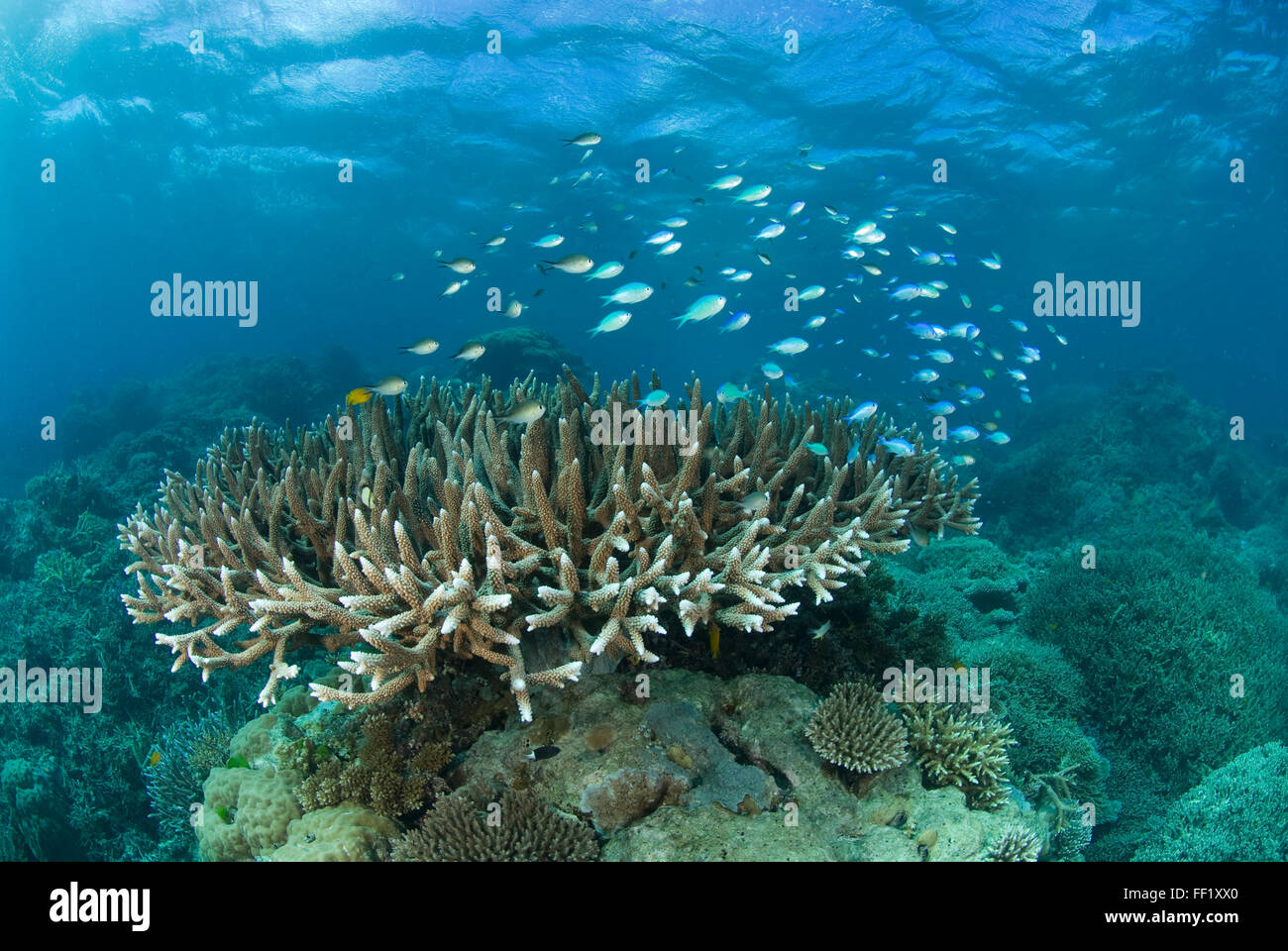 Hirschhorn-Koralle mit blauen Chromis (C. Viridis) Stockfoto