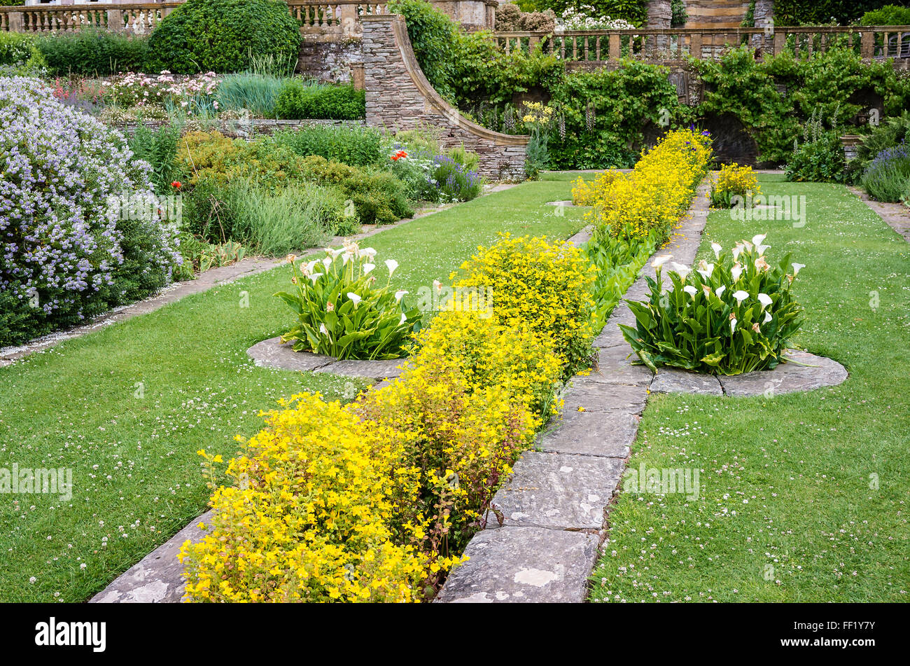 Mimulus blüht in einem ornamentalen Rill in historischen Hestercombe Gärten UK Stockfoto