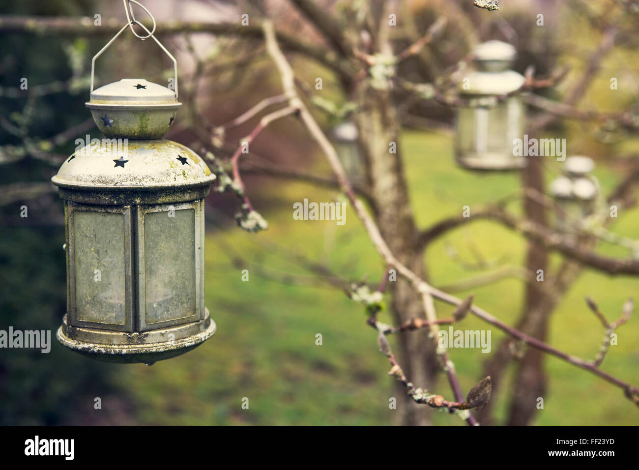 alte Laterne hängen von Baum im Garten Stockfoto