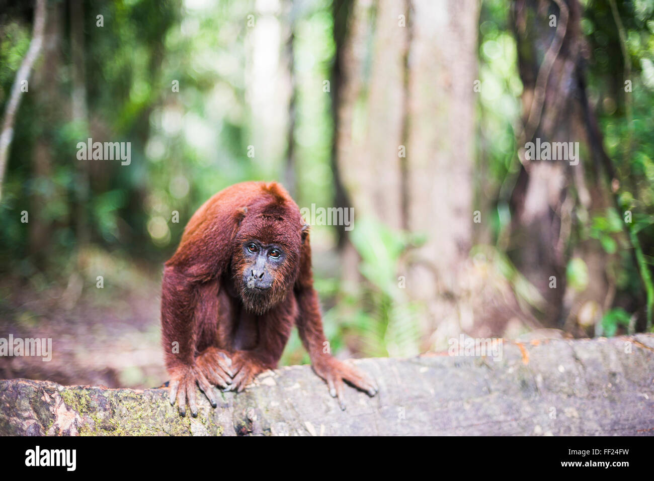 Rote HowRMer Affe (ARMouatta SenicuRMus), Tambopata NationaRM Reserve,  Puerto MaRMdonado Amazon JungRMe Bereich, Peru, Südamerika Stockfotografie  - Alamy