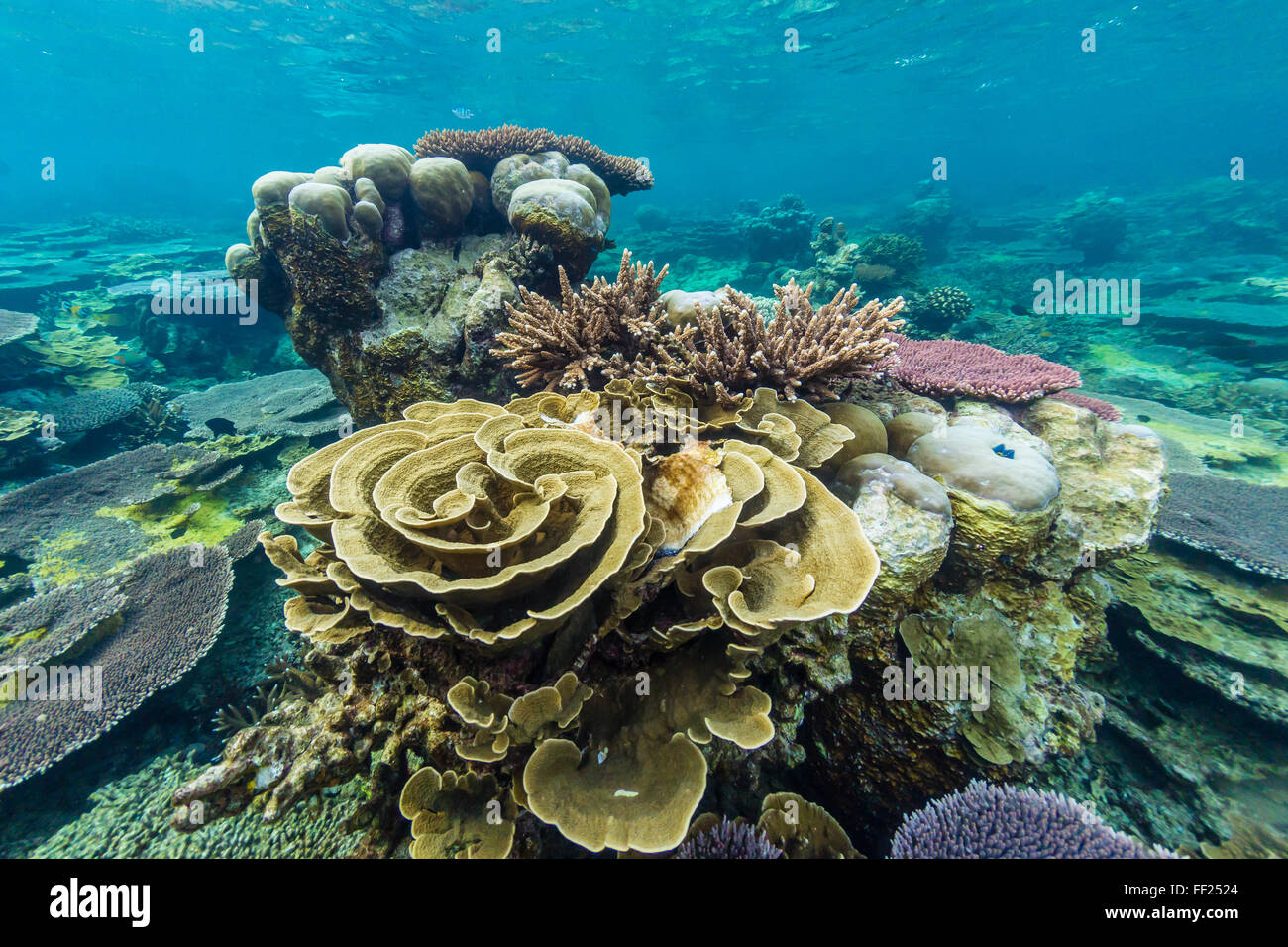 Unterwasser Riff auf einem abgelegenen kleinen Inselchen in der Badas Inselgruppe aus Borneo, Indonesien, Südostasien, Asien Stockfoto