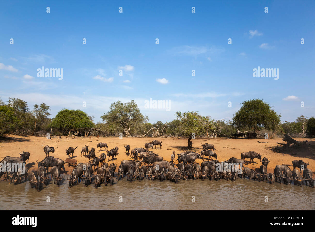 Gemeinsame (bRMue) WiRMdebeest (Gnu) (Connochaetes Taurinus) im Wasser, Mkhuze Wildgehege, KwaZuRMu-NataRM, Südafrika, Afrika Stockfoto