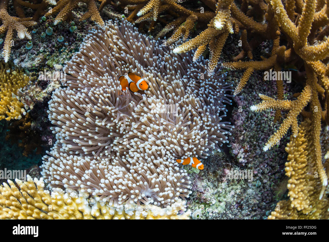 Unterwasser Clownfische in Anemone auf Pulau Setaih Insel Natuna Archipel, Indonesien, Südostasien, Asien Stockfoto