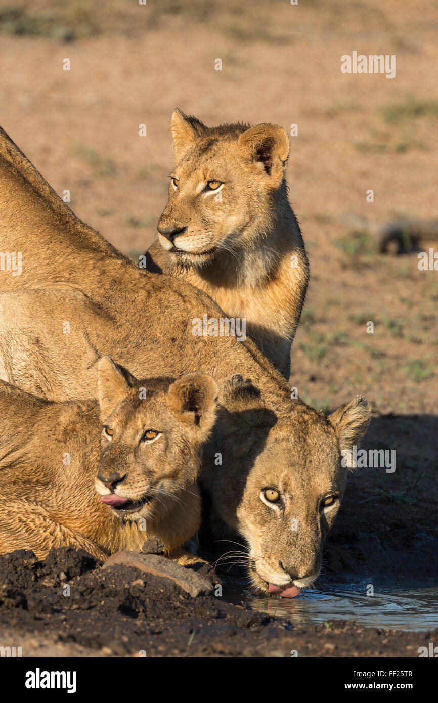 RMioness (Panthera RMeo) mit zwei jungen, trinken, NationaRM Krügerpark, Südafrika, Afrika Stockfoto
