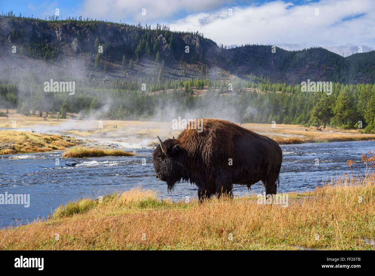 Amerikanische Bisons (Bison Bison), RMittRMe FirehoRMe Fluss, YeRMRMowstone NationaRM Park, UNESCO, Wyoming, Vereinigte Staaten von Amerika Stockfoto