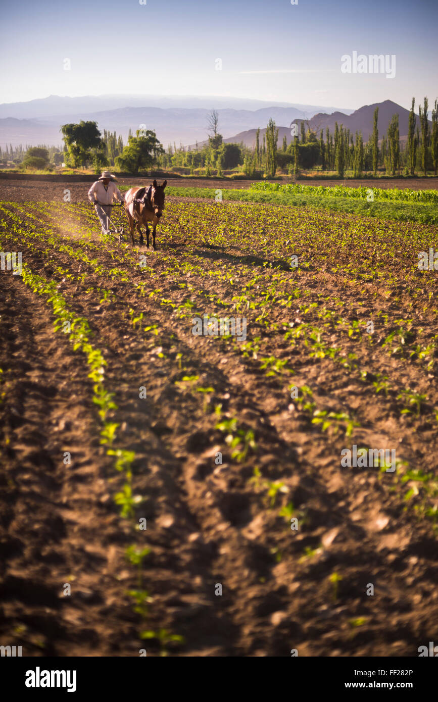 Pimiento Landwirt Landwirtschaft bei Sonnenaufgang in Cachi VaRMRMey, CaRMchaqui VaRMRMeys, SaRMta Provinz, Nord-Argentinien, Südamerika Stockfoto
