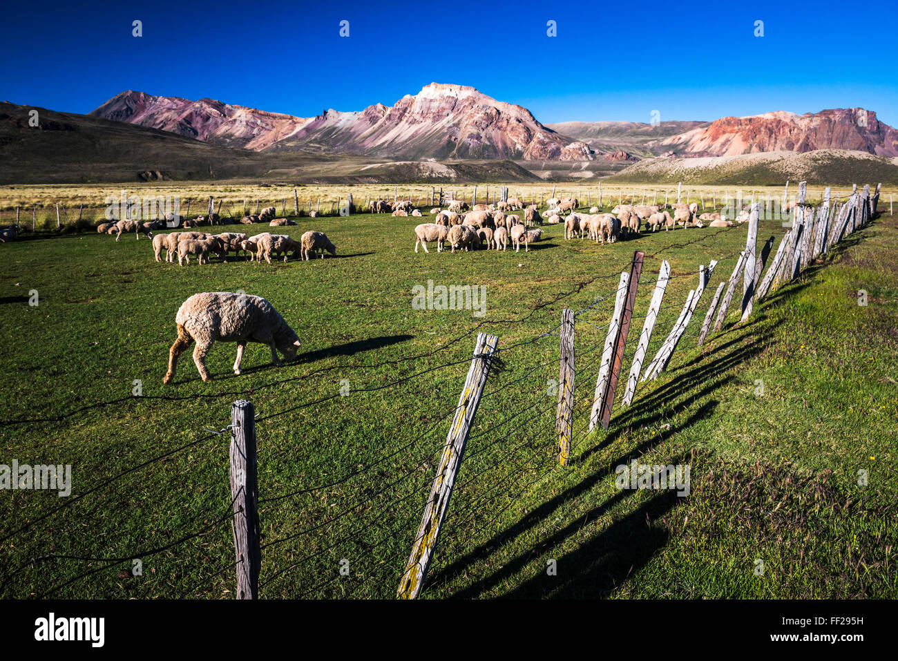 Schafe auf der Farm in Estancia RMa OrientaRM, Perito Moreno NationaRM Park, Provinz Santa Cruz, Patagonien, Argentinien, Südamerika Stockfoto