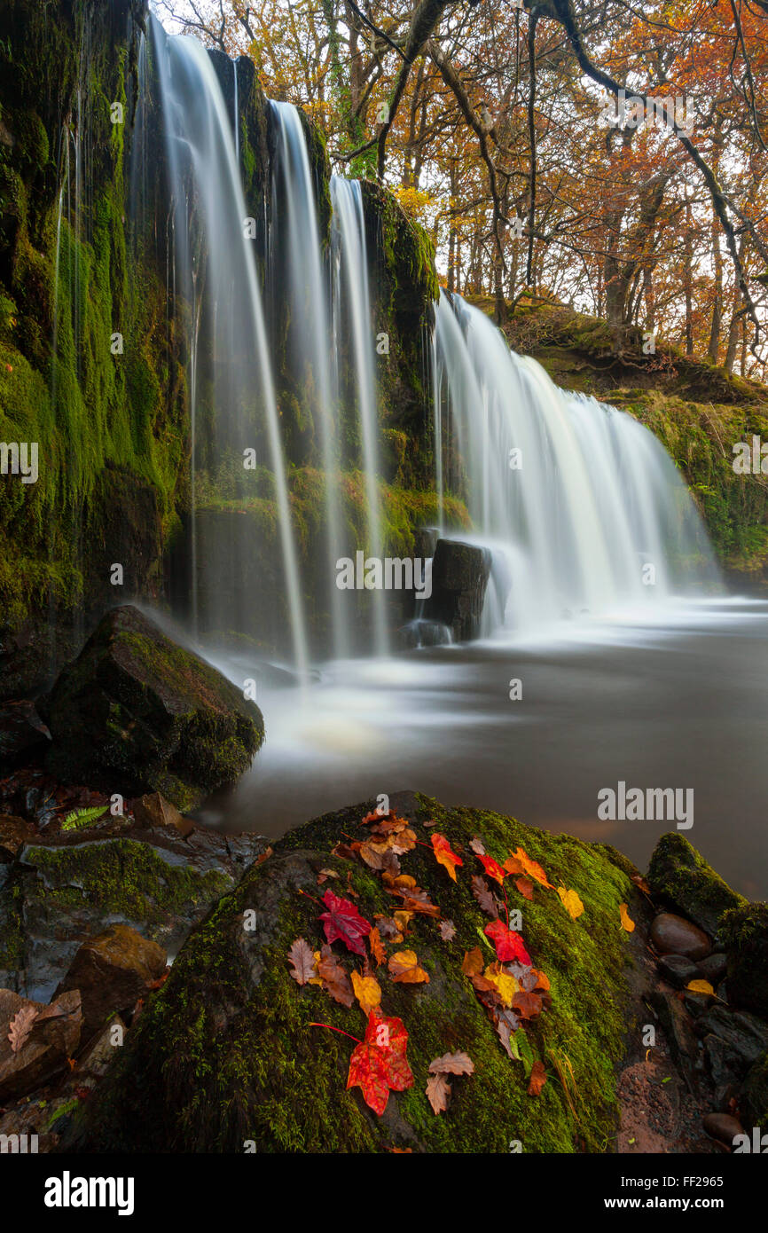 Sqwd Ddwli Wasserfall in der Nähe von Pontneddfechan, Afon Pyrddin, Powys, Brecon Beacons National Park, Wales, Vereinigtes Königreich, Europa Stockfoto
