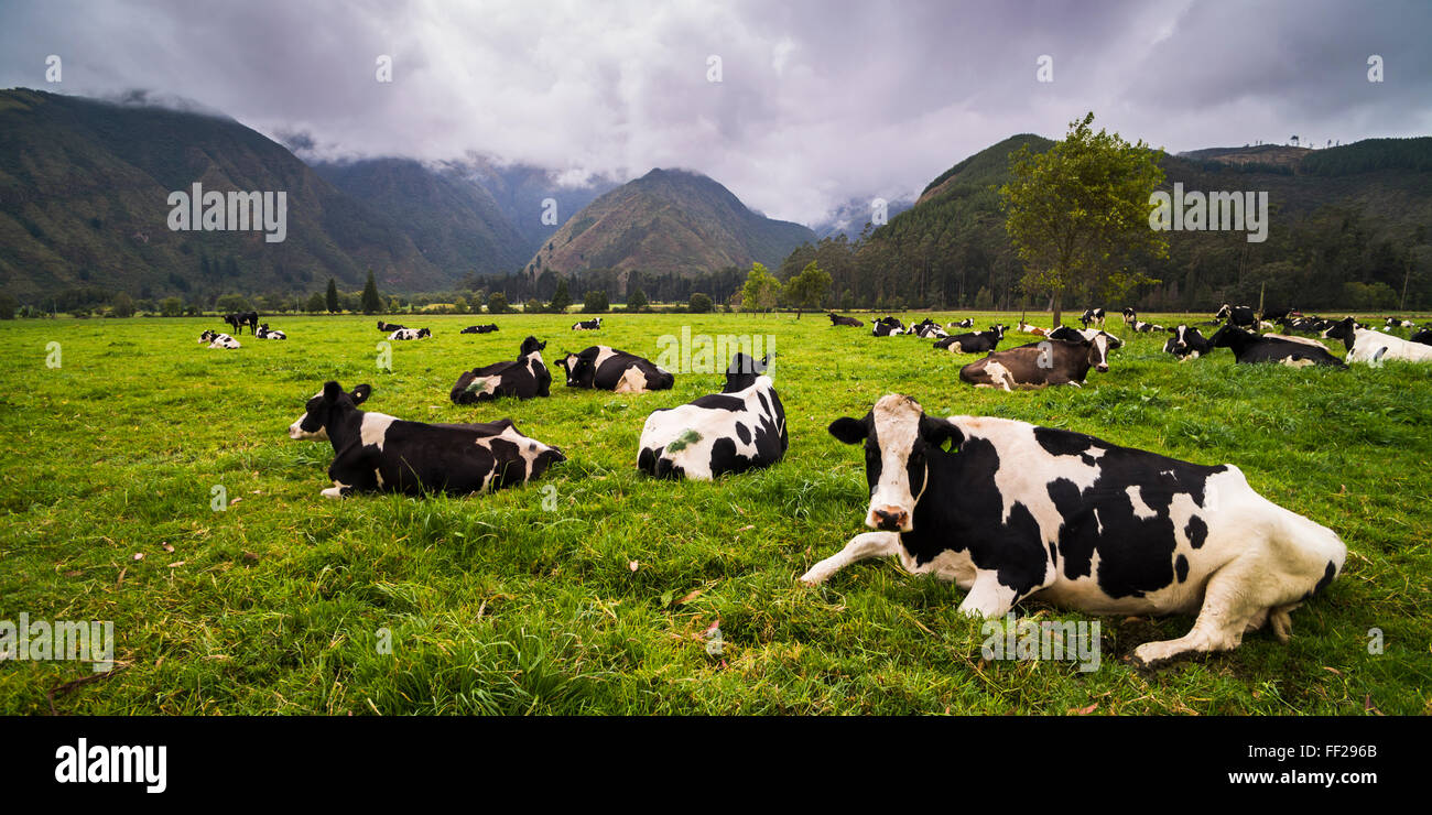 Kuhherde im Hacienda ZuRMeta Farm, Imbabura, Ecuador, Südamerika Stockfoto