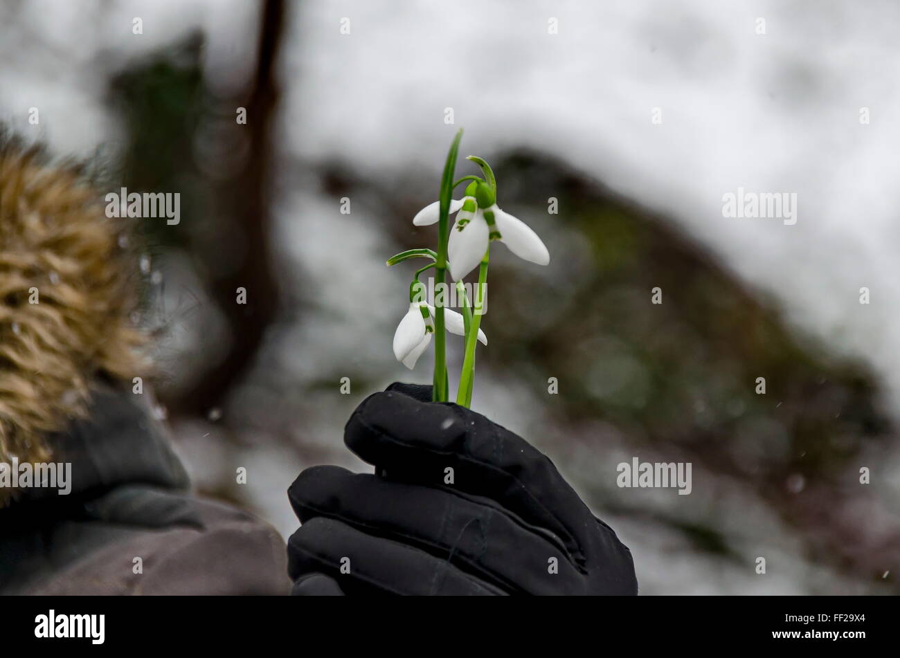 Schneeglöckchen Blume in Frau hand im Winter, Sofia Bulgaria Stockfoto