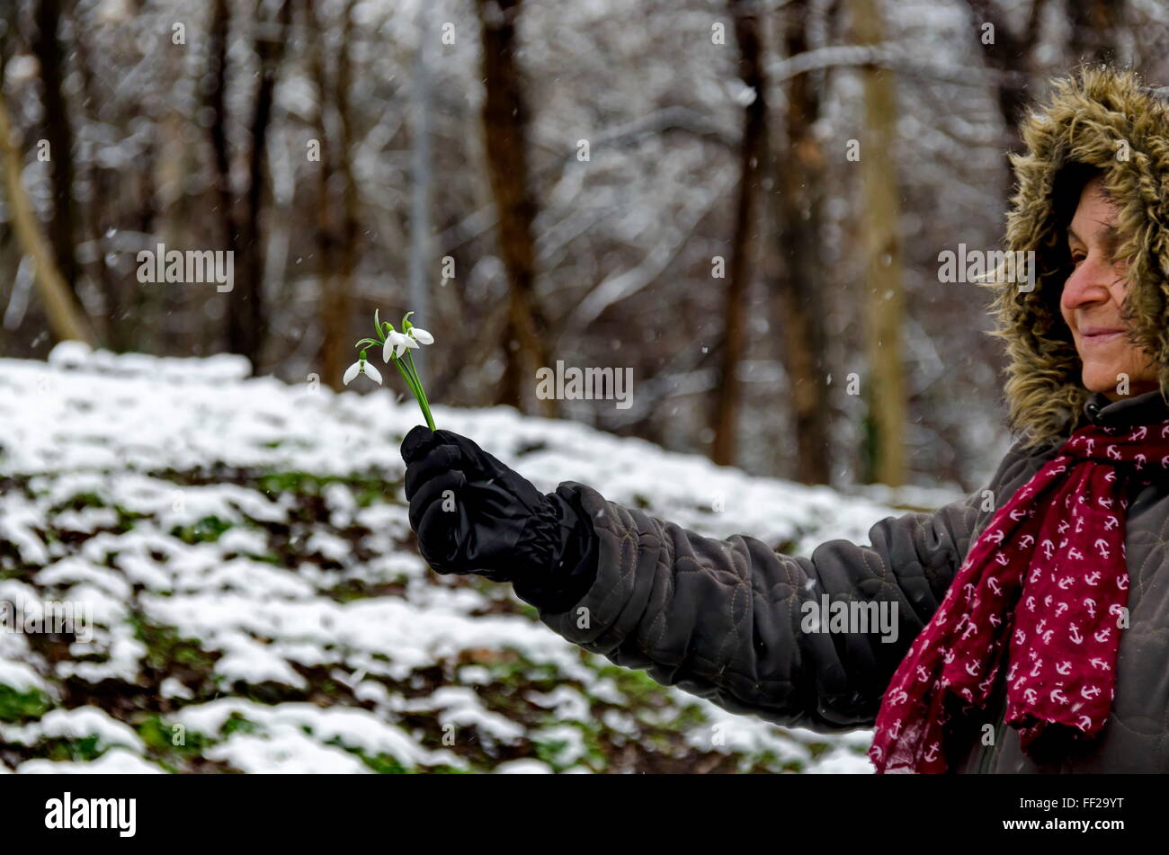 Schneeglöckchen Blume in Frau hand im Winter, Sofia Bulgaria Stockfoto