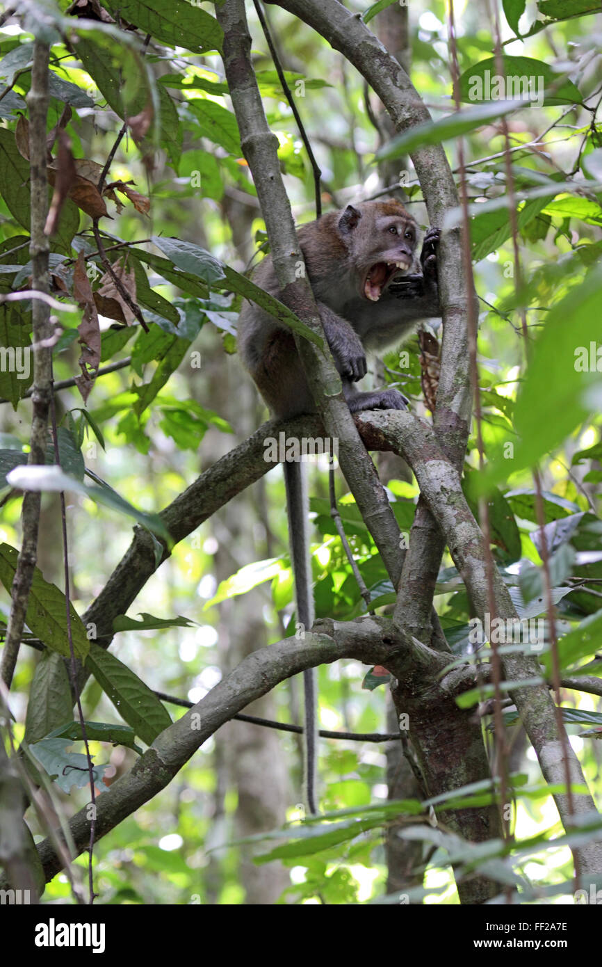 Lange tailed Macaque Heulen von seinem Ast in riverine Wald in Sabah Borneo Stockfoto