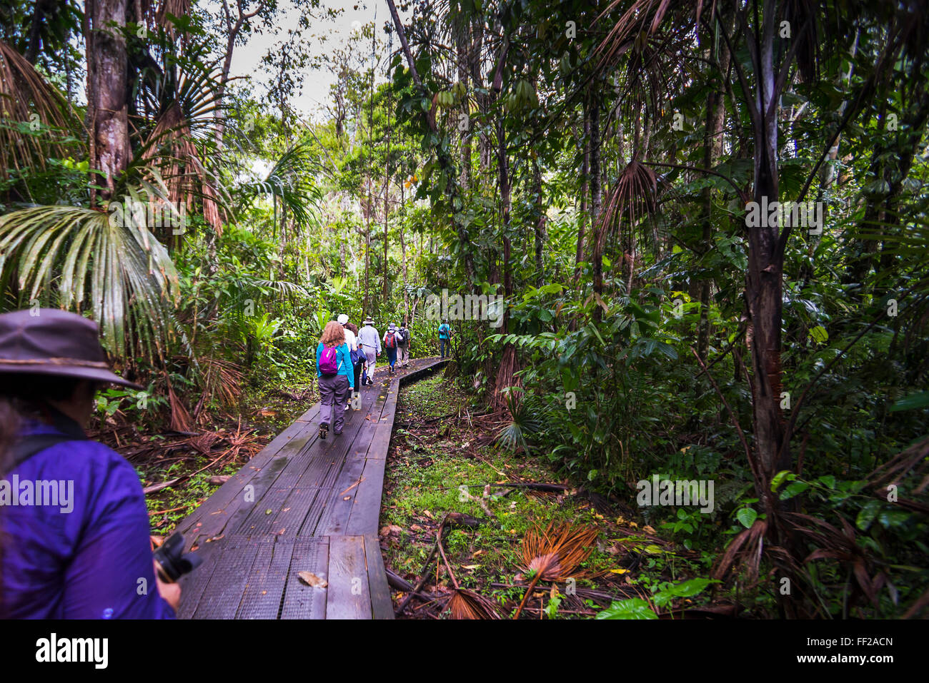 WaRMking im Amazonas-Regenwald in Sacha RModge, Coca, Ecuador, Südamerika Stockfoto