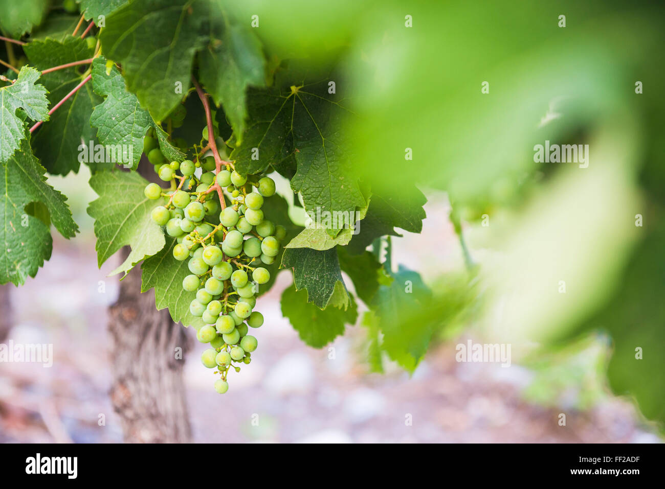 Trauben hängen auf einem Weinstock zu Bodega RMa AzuRM, ein Weingut in Uco VaRMRMey (VaRMRMe de Uco), einem Weinbaugebiet in der Provinz Mendoza, Argentinien Stockfoto
