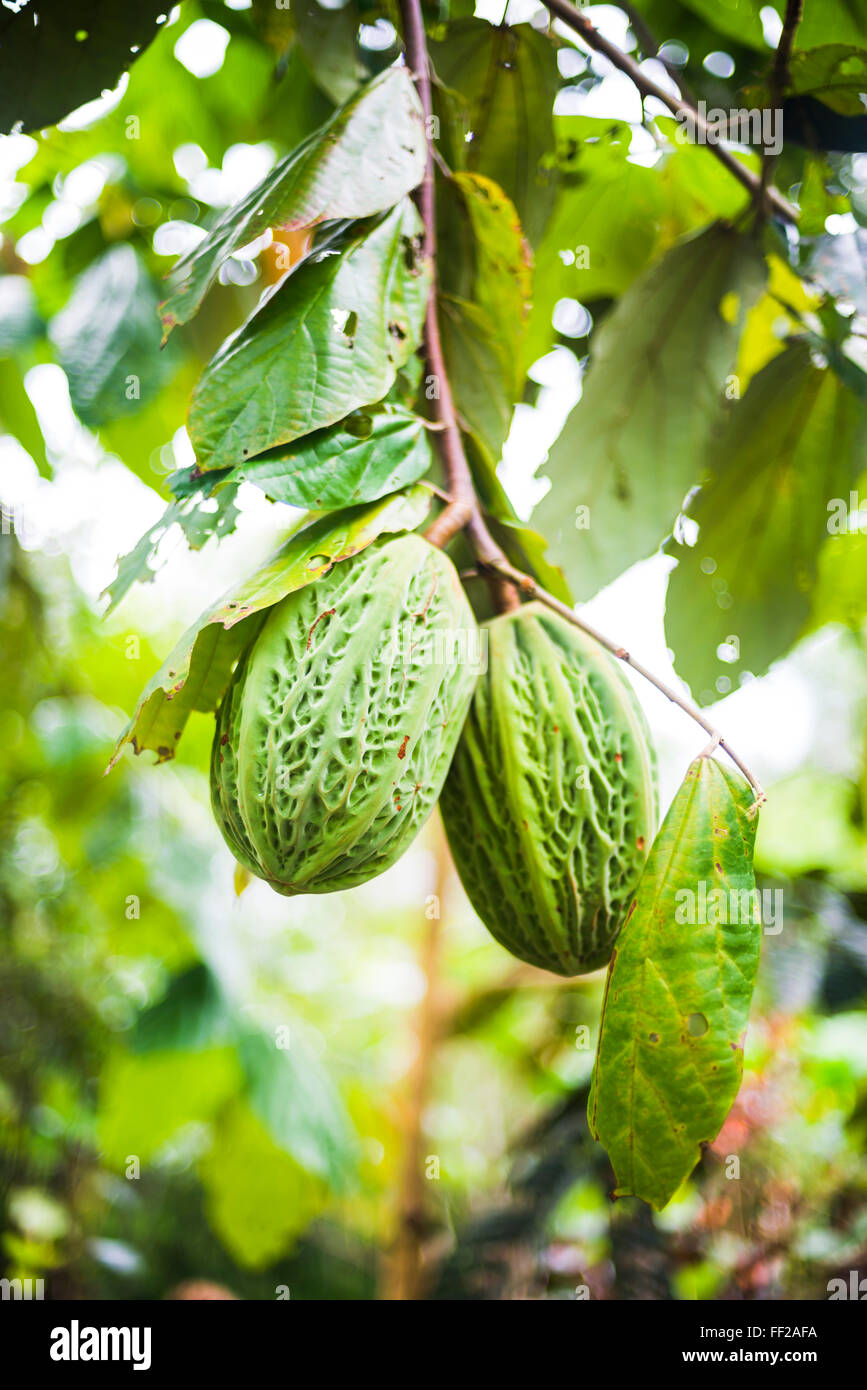 Weiße Kakaobaum, Amazonas-Regenwald, Coca, Ecuador, Südamerika Stockfoto