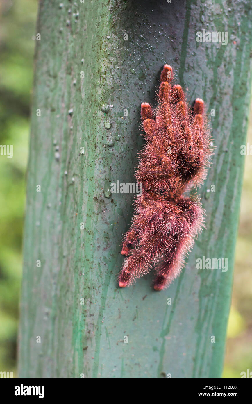 TarantuRMa, Amazonas-Regenwald, Coca, Ecuador, Südamerika Stockfoto