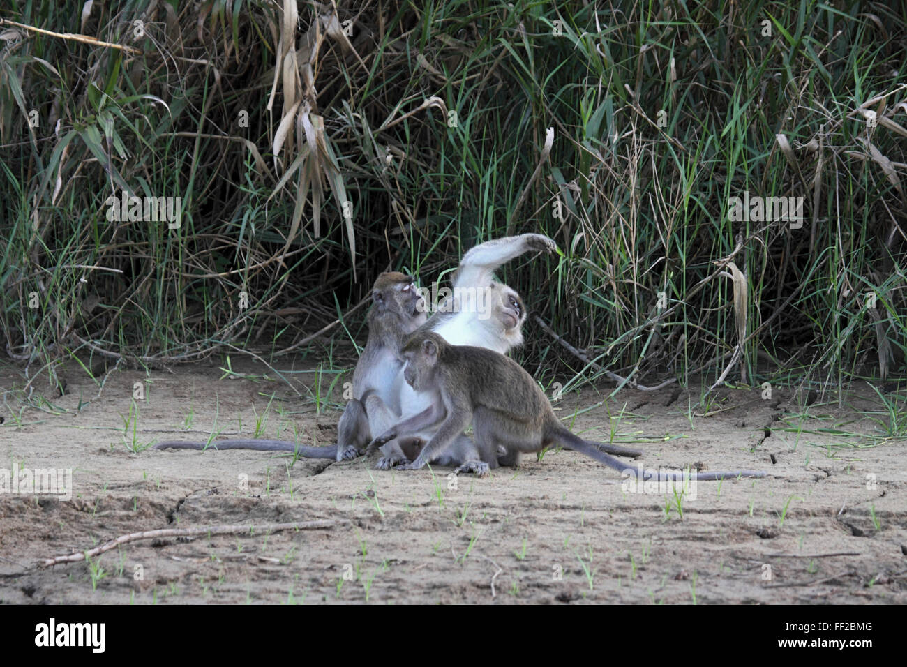 Lange tailed Macaque familiäre Pflege am Ufer am Rand des Auenwaldfläche in Sabah Borneo Stockfoto