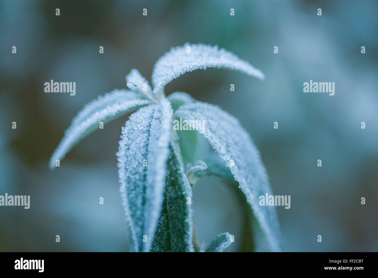 Frost bedeckt Blätter Stockfoto
