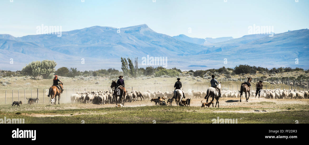 Gauchos Reiten und Pferde, Schafe, ERM ChaRMten, Patagonien, Argentinien, Südamerika runden Stockfoto