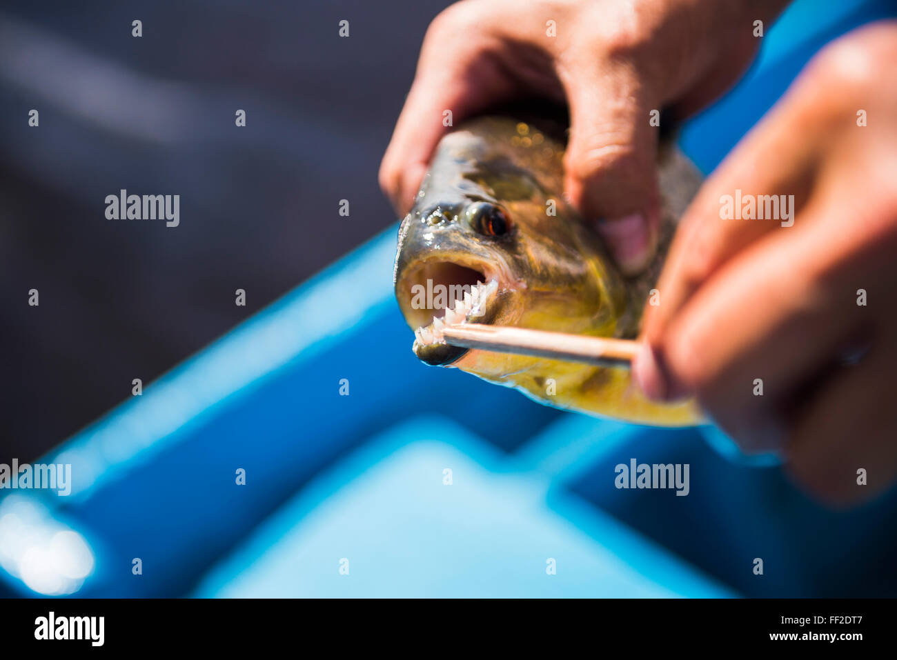 Piranha-Fischen im Ibera WetRMands, Estancia San Juan de Poriahu, Provinz Corrientes, Argentinien, Südamerika Stockfoto