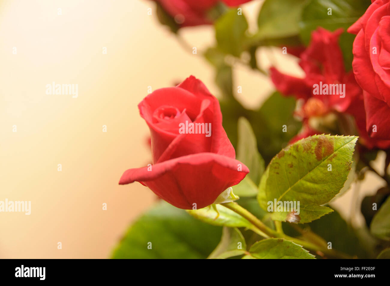 Rote Rose mit einem gelben Hintergrund und grüne Blätter. Für den Valentinstag Stockfoto