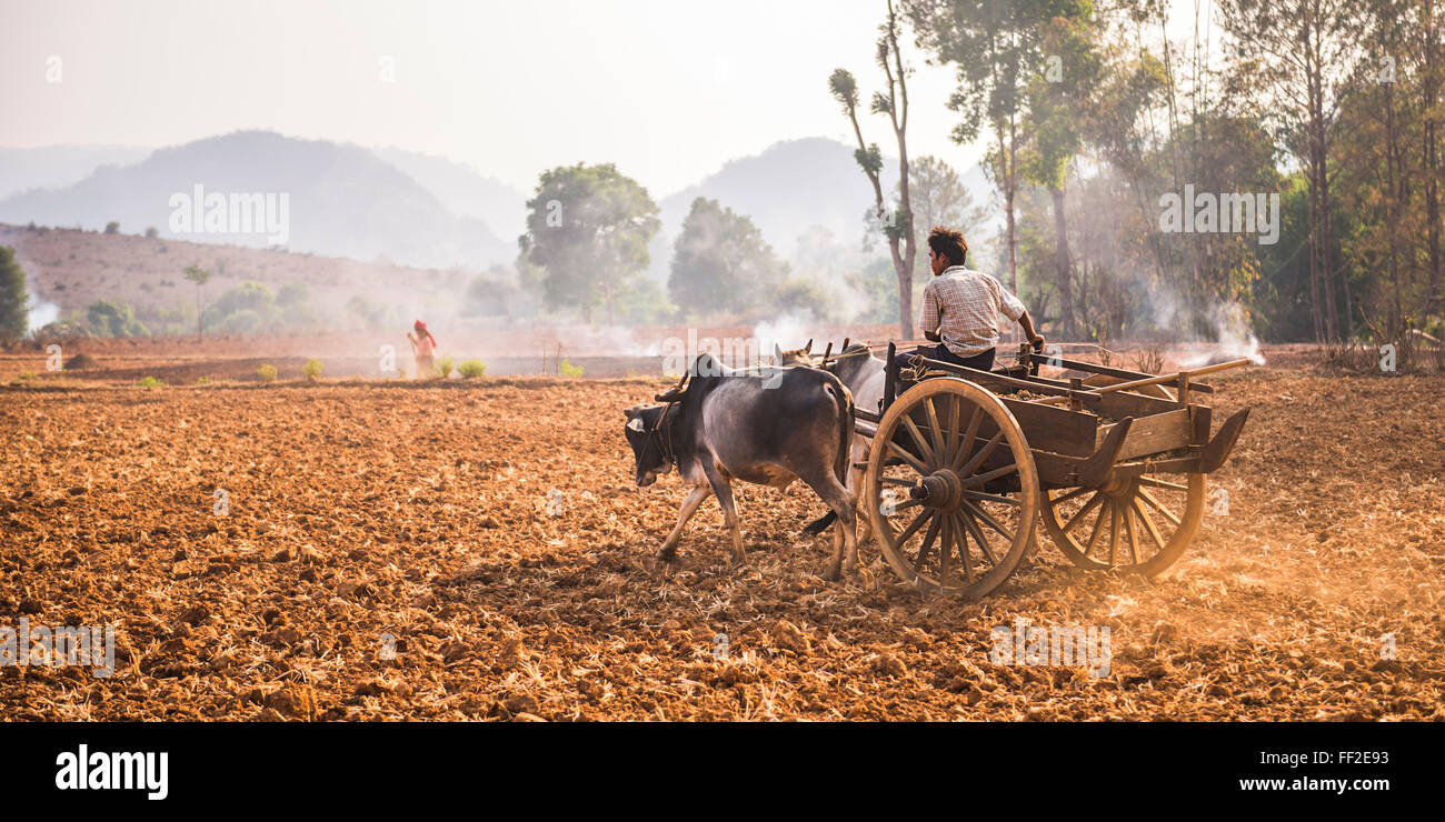 Landwirtschaft zwischen InRMe RMake und KaRMaw, Shan State in Myanmar (Burma), Asien Stockfoto